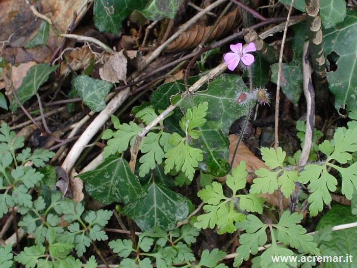 Geranium robertianum, Hepatica nobilis e Iberis sp.
